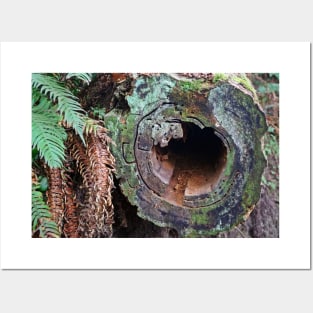 Deception Pass Hollow Log Posters and Art